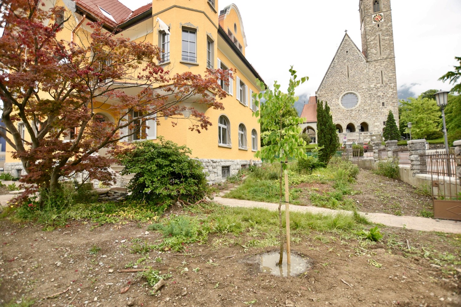 the-tree-of-peace-was-planted-in-liechtenstein-tree-of-peace-strom